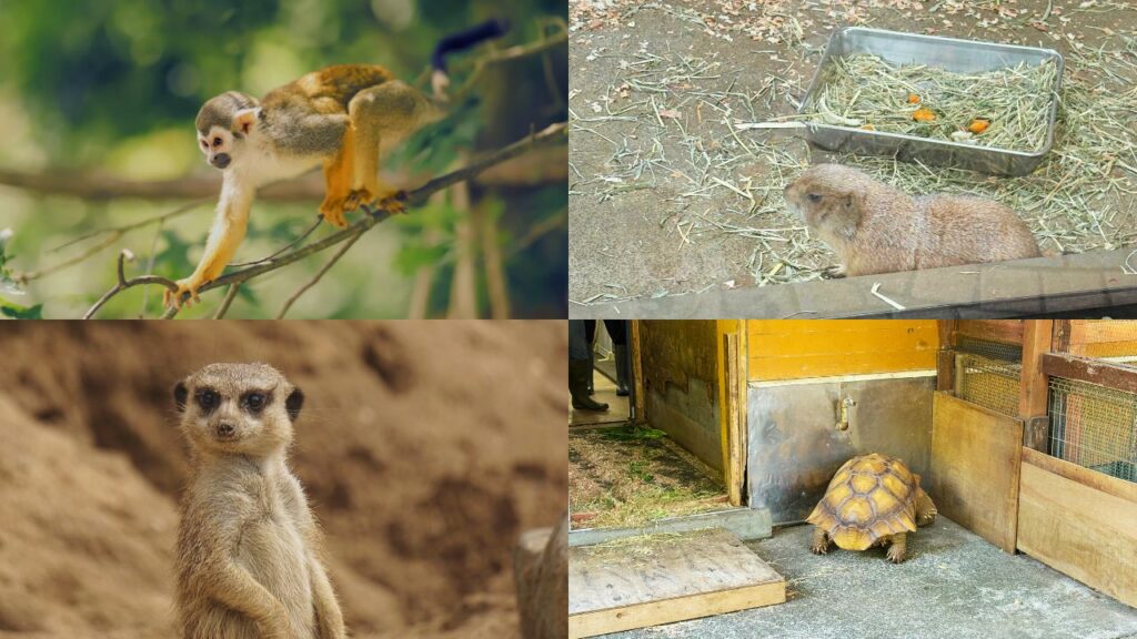 その他の動物たちの写真