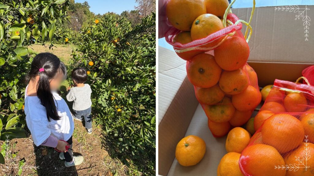 持ち帰りのみかんの量がわかる画像