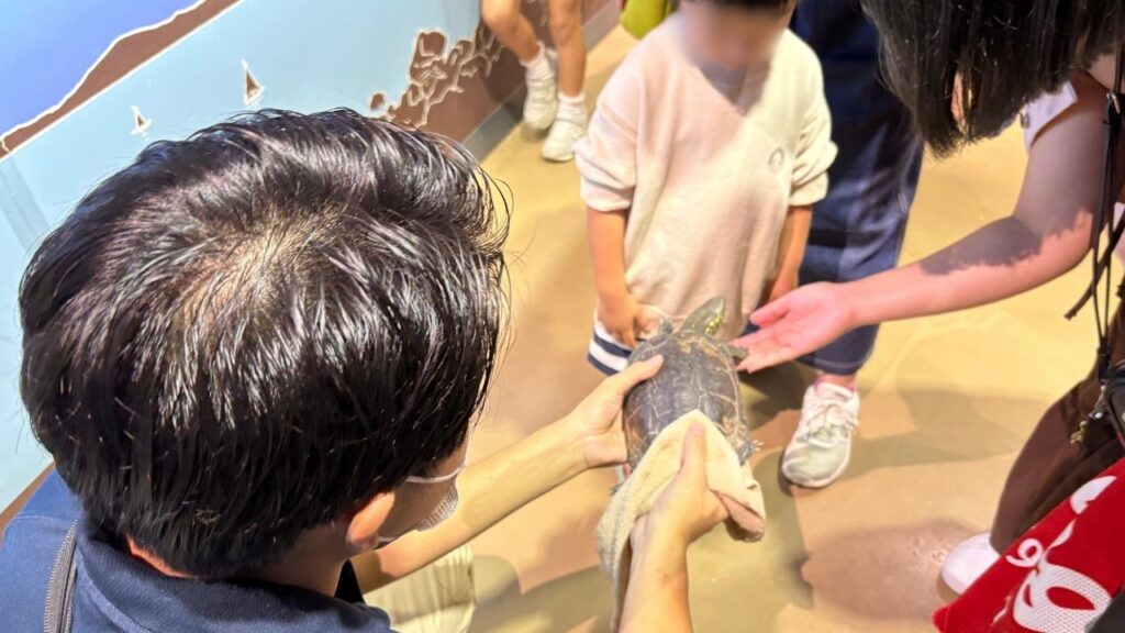 ふれあいワゴンで亀を触っている画像