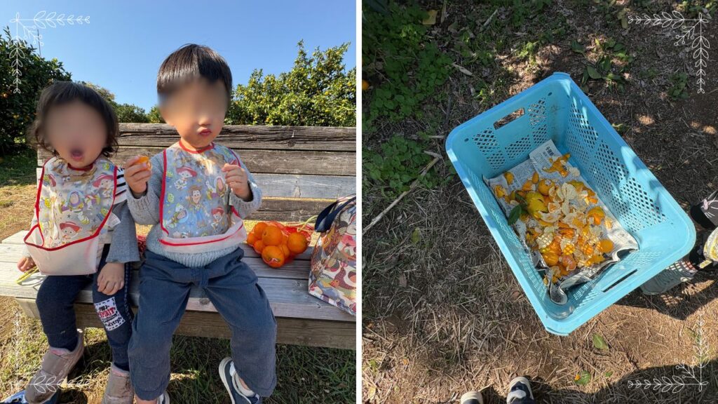 みかんの皮を捨てる青いカゴととれたてのみかんを食べる子供の画像