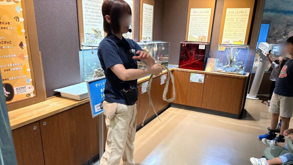 アオダイショウの蛇の脱皮した皮を持ちながら解説する飼育員さんの画像