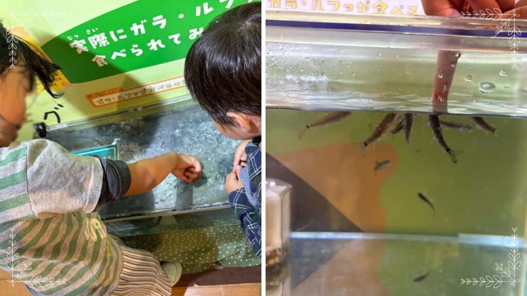 ドクターフィッシュに角質を食べてもらっている画像