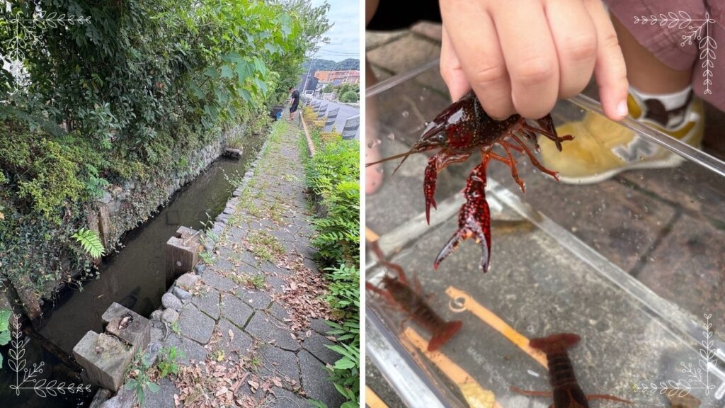 近くの水路でザリガニ釣りをしている画像