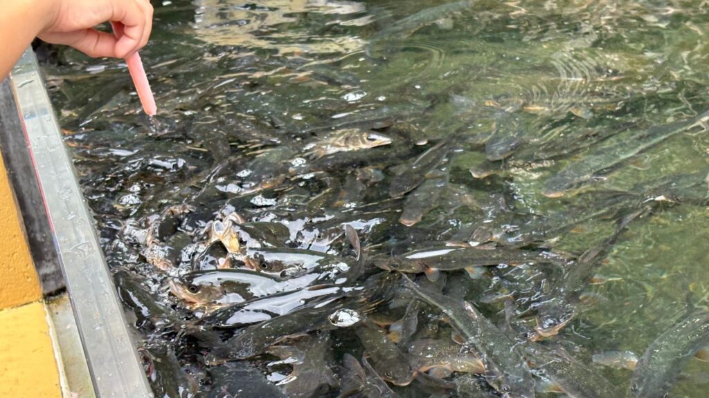 大量のお魚に餌をあげる画像