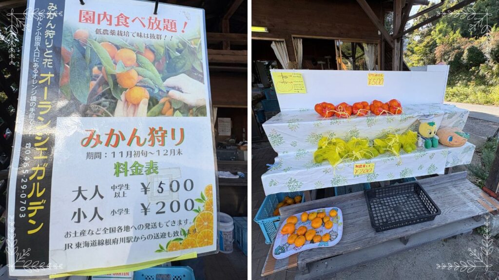 みかん狩り料金の看板と、現地販売の画像