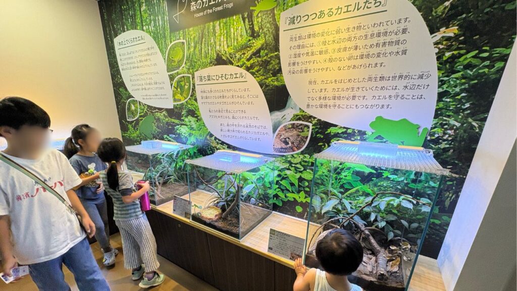 カエルの水槽を覗き込む子供の画像