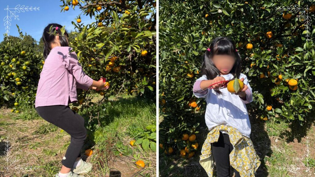 みかん狩りをしている６歳長女の画像