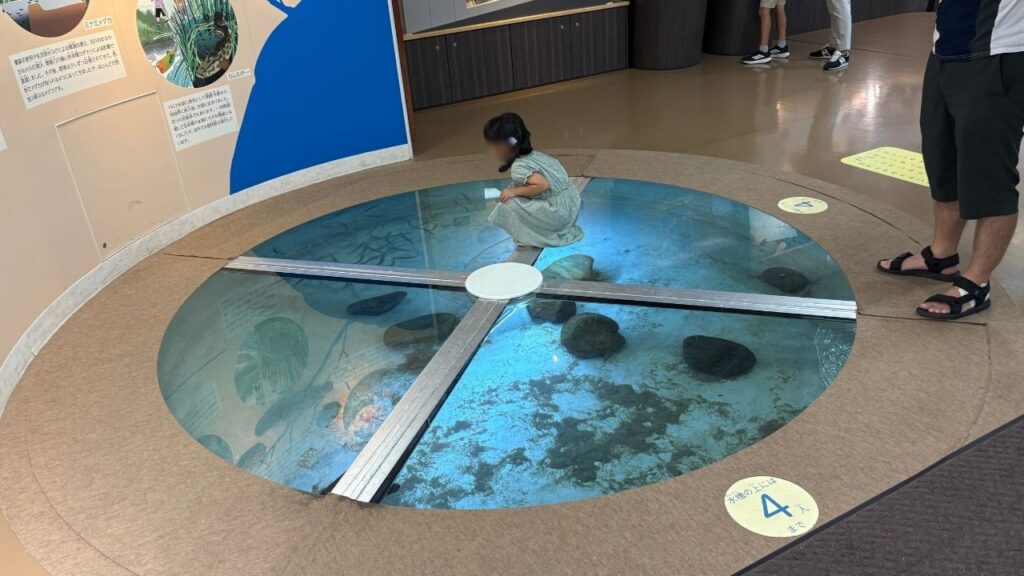ガラス張りの巨大水槽の上を歩く子供の画像