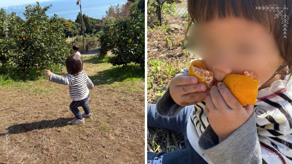 １歳児が斜面を下っている・蜜柑を頬張っている画像